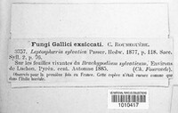 Phaeosphaeria sylvatica image